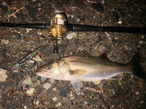 シーバスの釣果
