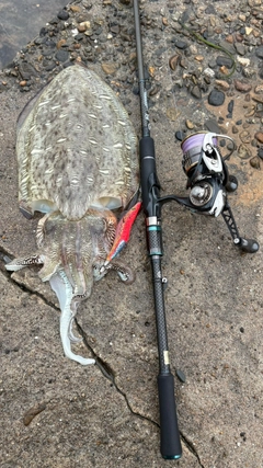 モンゴウイカの釣果