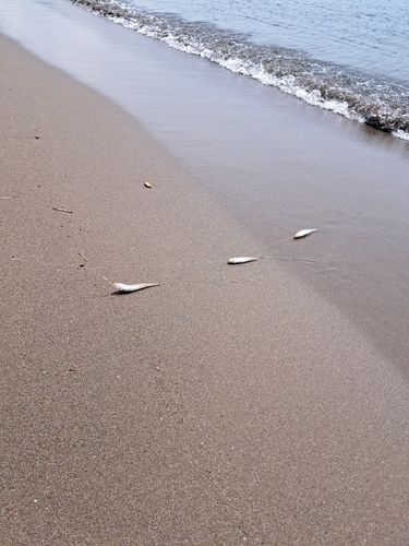 キスの釣果