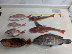 マダイの釣果