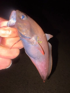ドンコの釣果