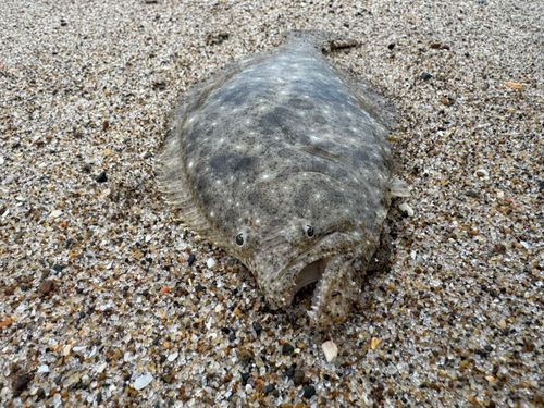 ソゲの釣果