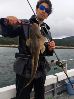 マゴチの釣果