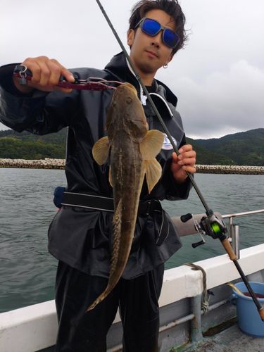 マゴチの釣果