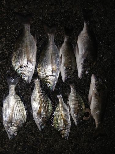 チヌの釣果