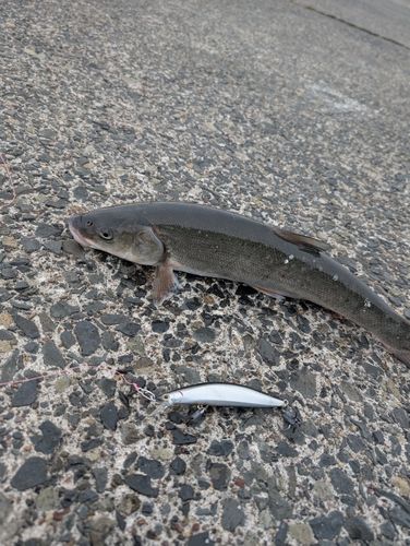 ウグイの釣果