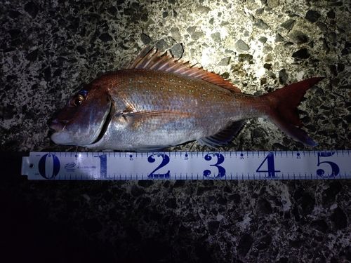 マダイの釣果