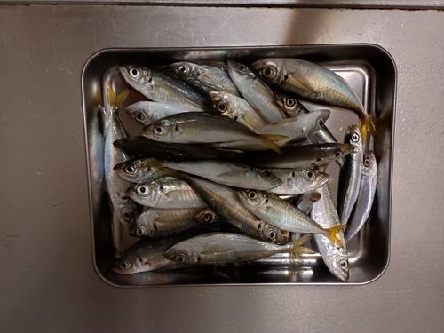 マアジの釣果