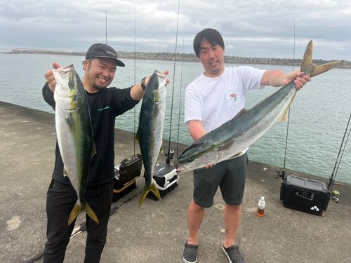 ヒラマサの釣果