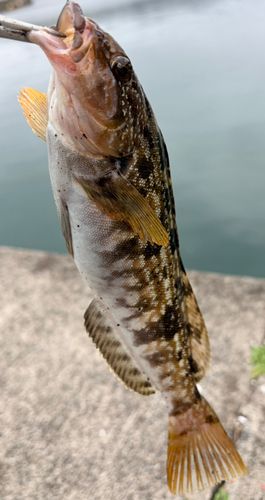 アイナメの釣果