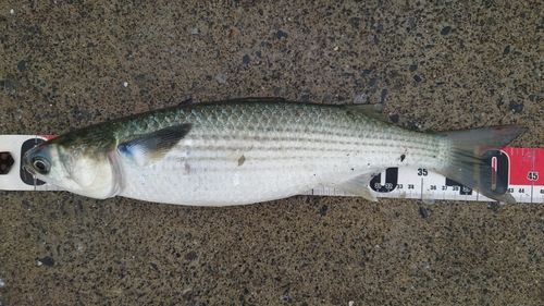 ボラの釣果