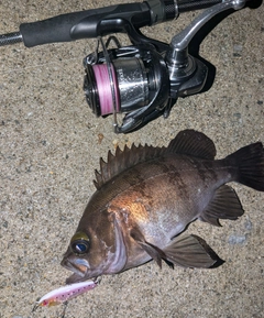 メバルの釣果