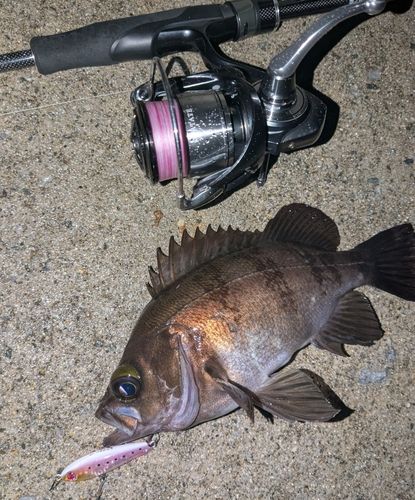 メバルの釣果