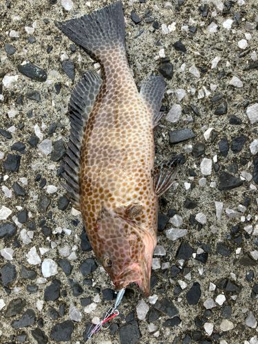 オオモンハタの釣果