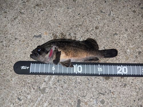 クロソイの釣果