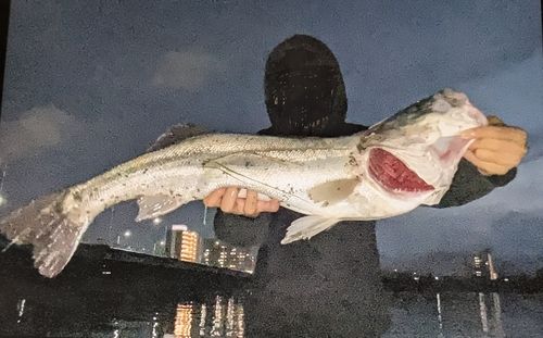 マルスズキの釣果