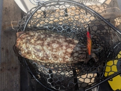 コウイカの釣果
