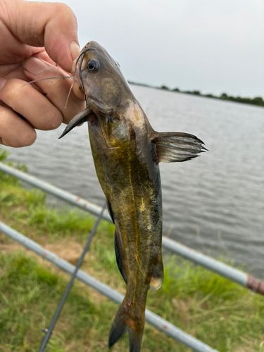 ギギの釣果