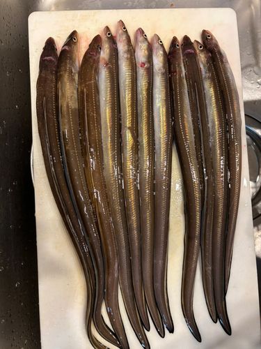 アナゴの釣果
