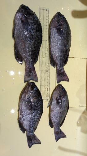 グレの釣果