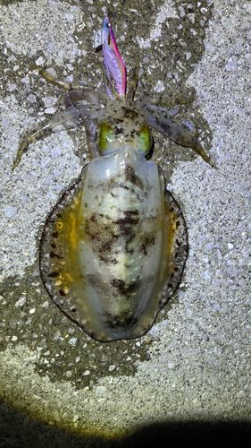 アオリイカの釣果