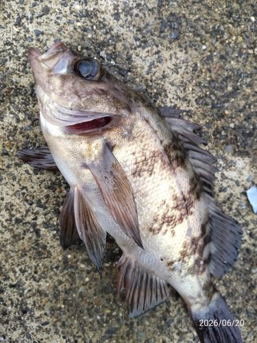 メバルの釣果