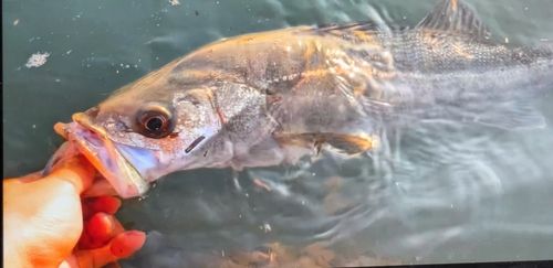 マルスズキの釣果
