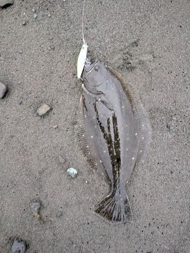 ソゲの釣果