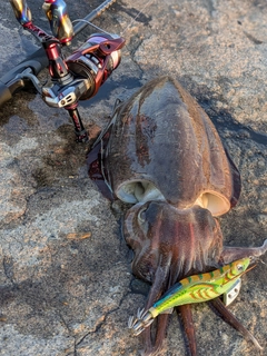 モンゴウイカの釣果