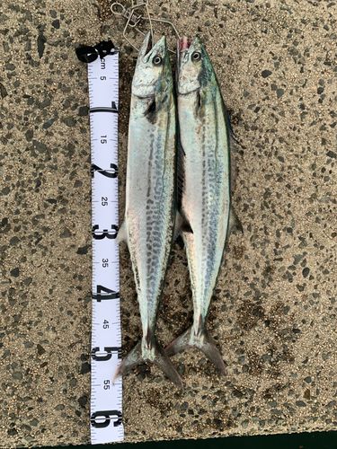 サゴシの釣果