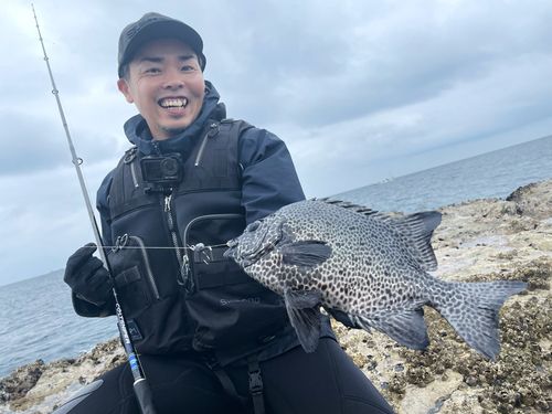イシガキダイの釣果