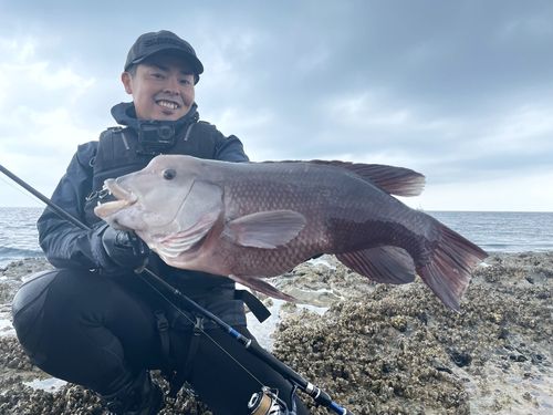 コブダイの釣果