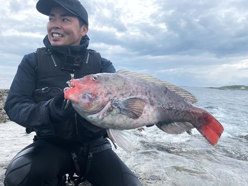 ブダイの釣果