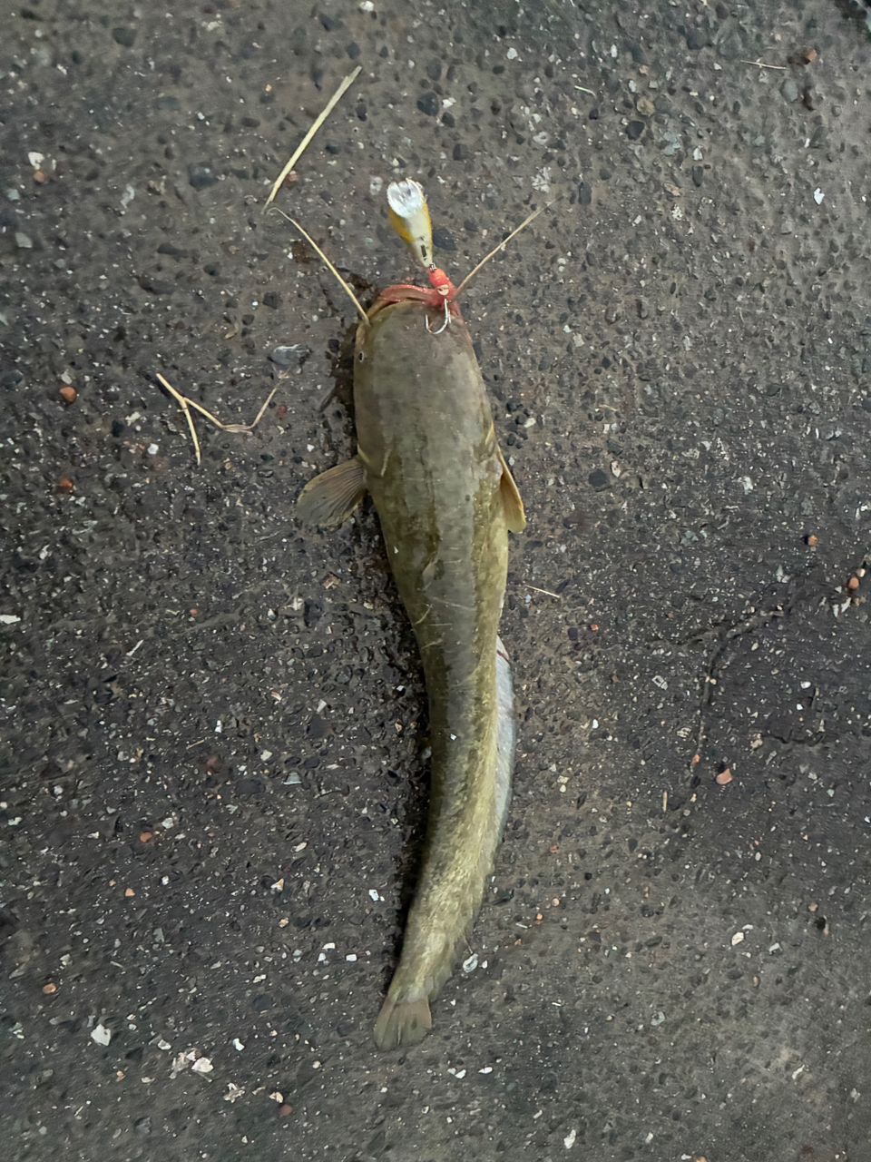 ナマズの釣果写真