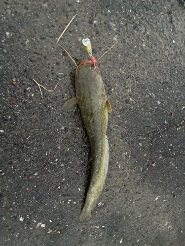 ナマズの釣果