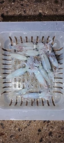 ヒイカの釣果