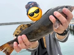アイナメの釣果
