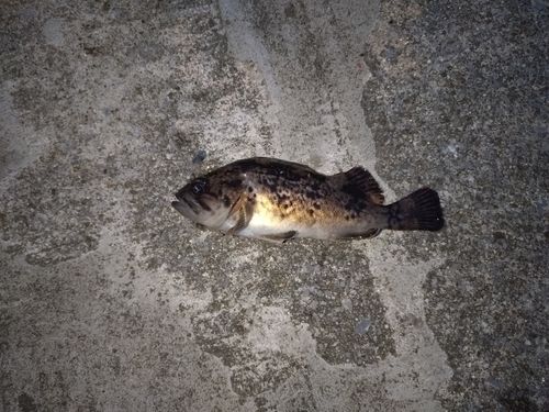 ソイの釣果