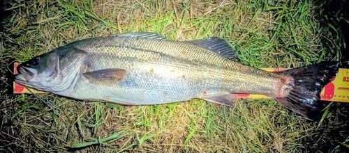 スズキの釣果