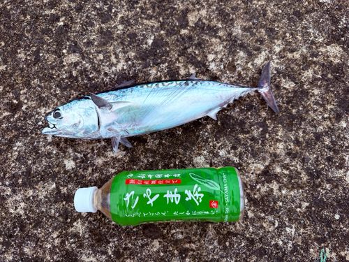 マルソウダの釣果