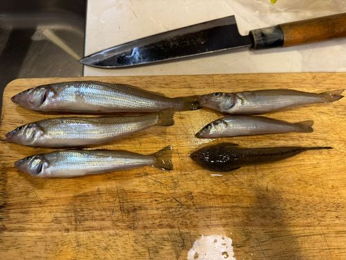 シロギスの釣果