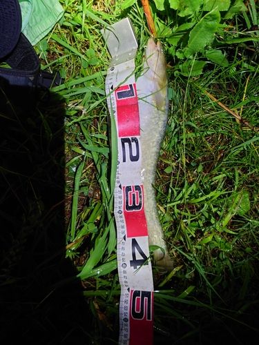 ニホンナマズの釣果