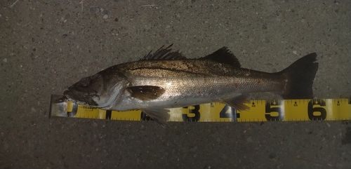釣果