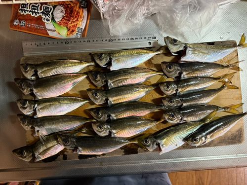 アジの釣果