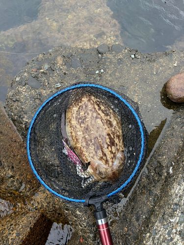コウイカの釣果