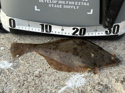 カレイの釣果