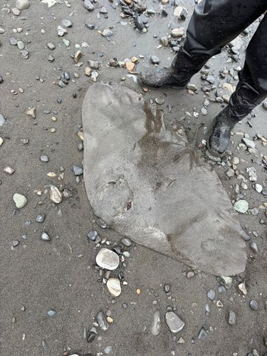 ツバクロエイの釣果