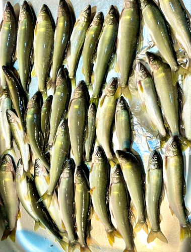アユの釣果