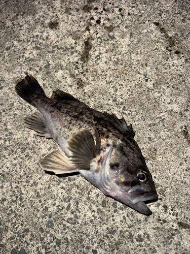 クロソイの釣果