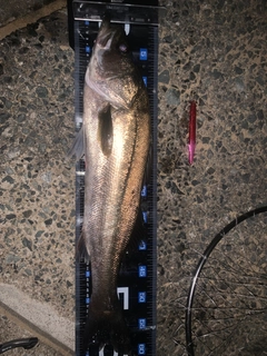 マルスズキの釣果